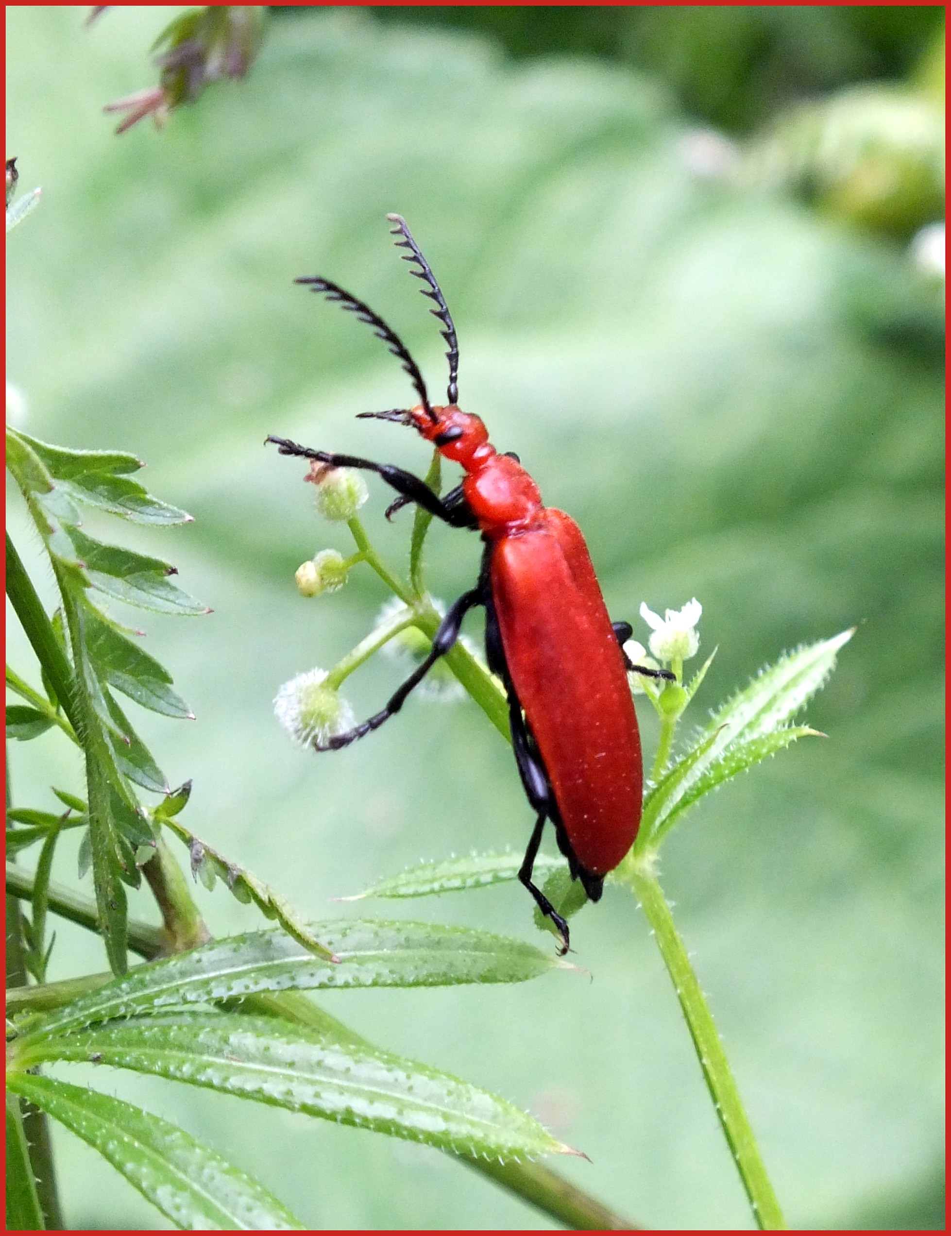 RED HEADED CARDINAL BEETLE Bill Bagley Photography