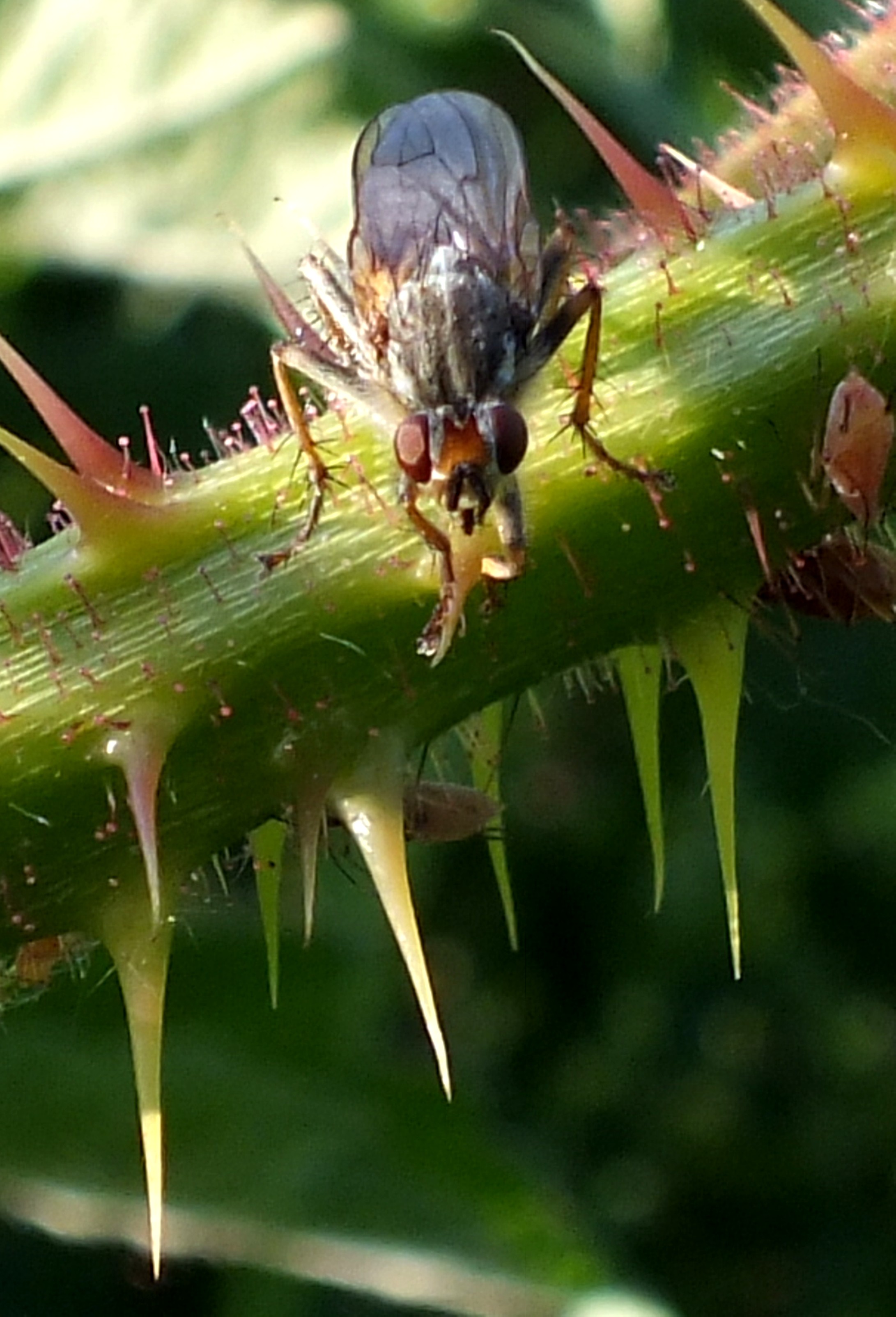 ORANGE MUSCID FLY. Bill Bagley Photography