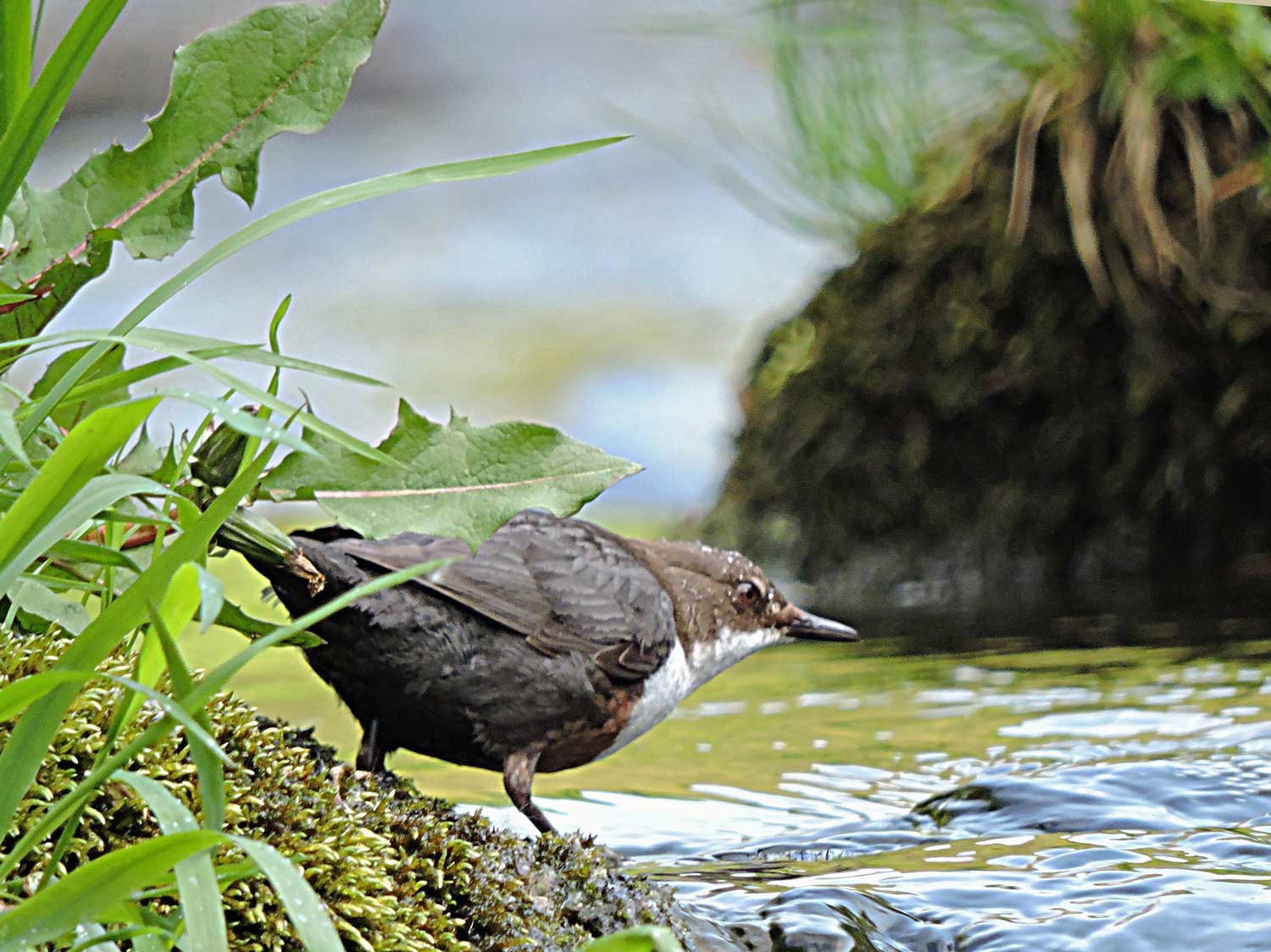 DIPPER Bill Bagley Photography