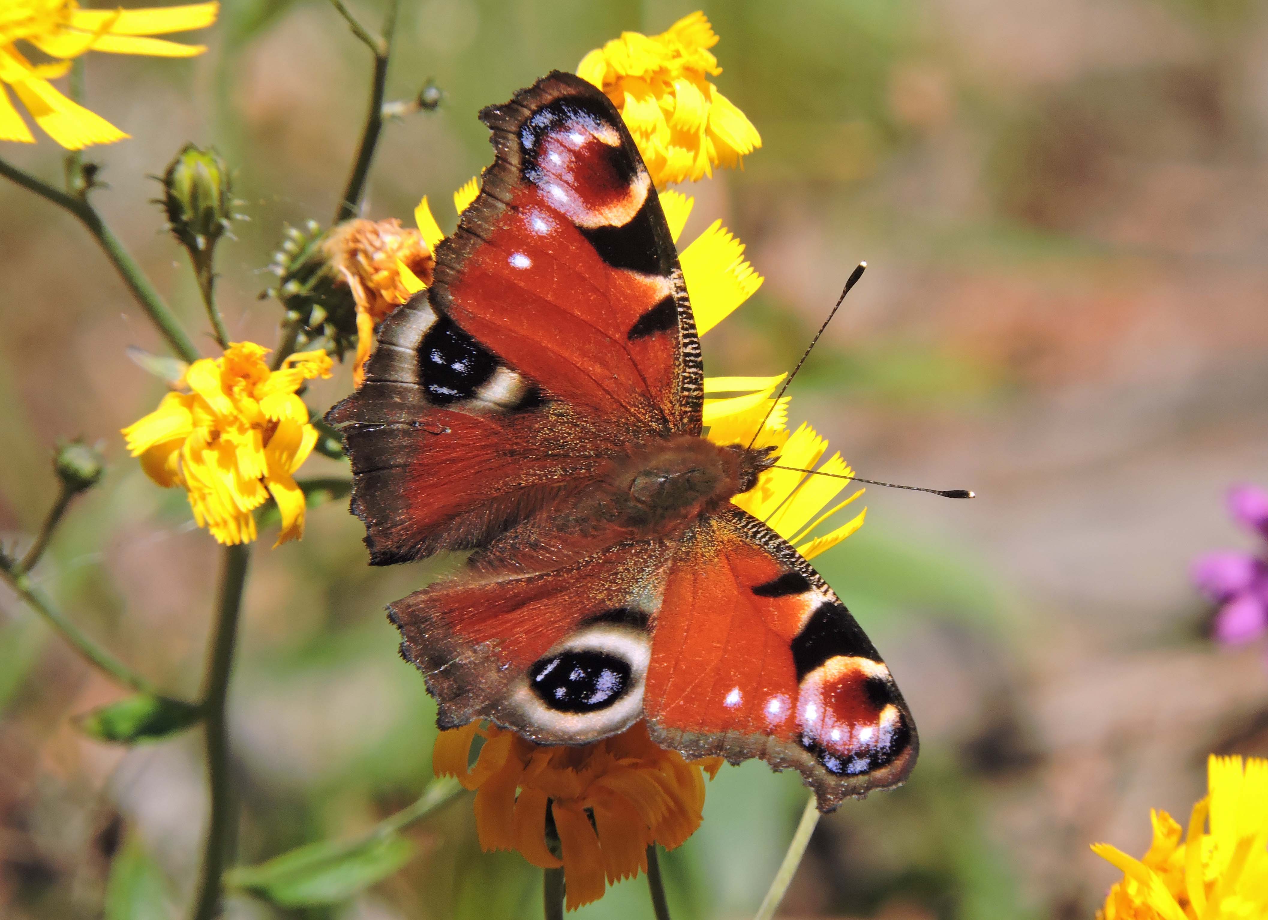 PEACOCK BUTTERFLY Bill Bagley Photography