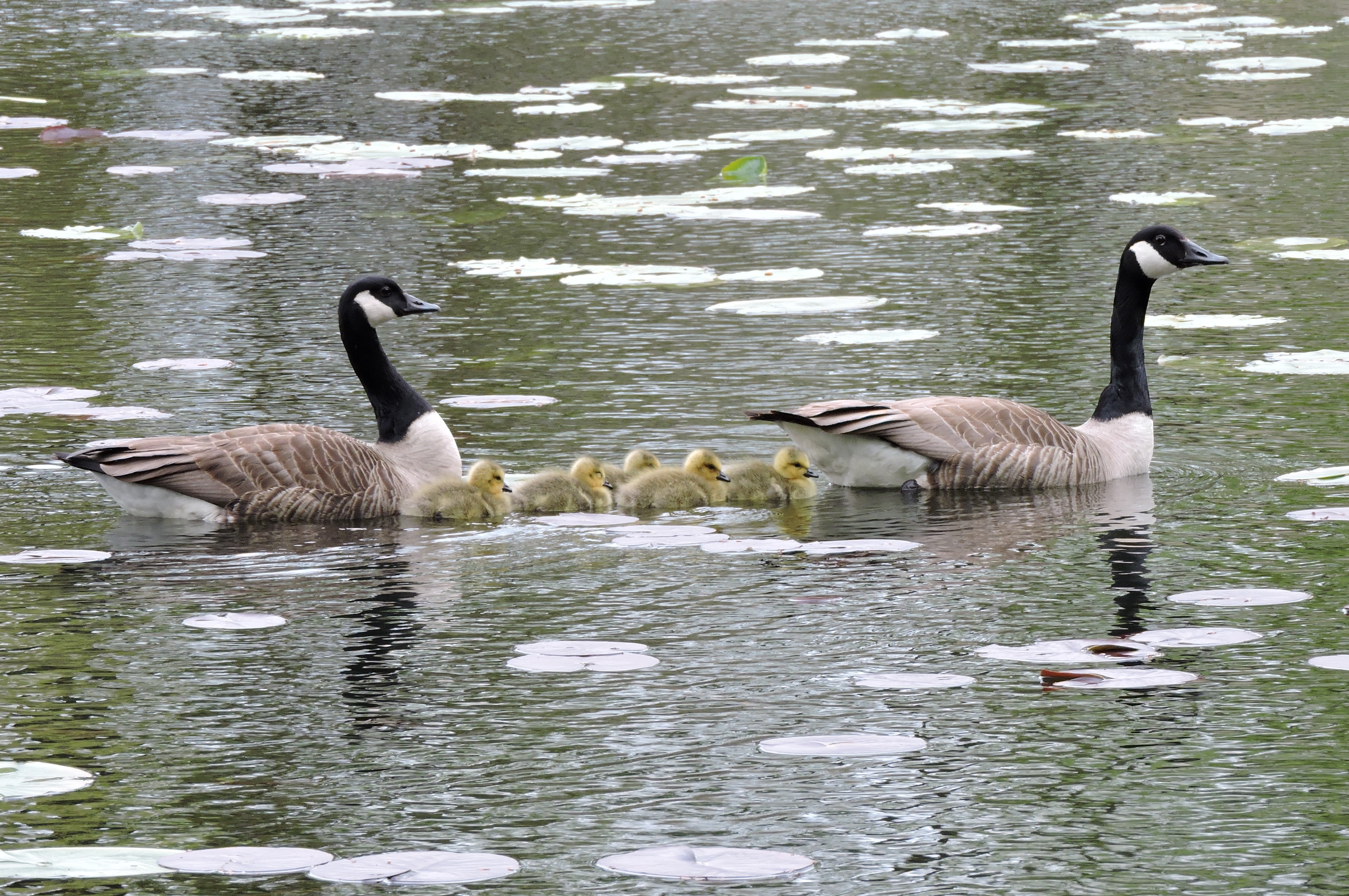 Canada Geese family. Bill Bagley Photography