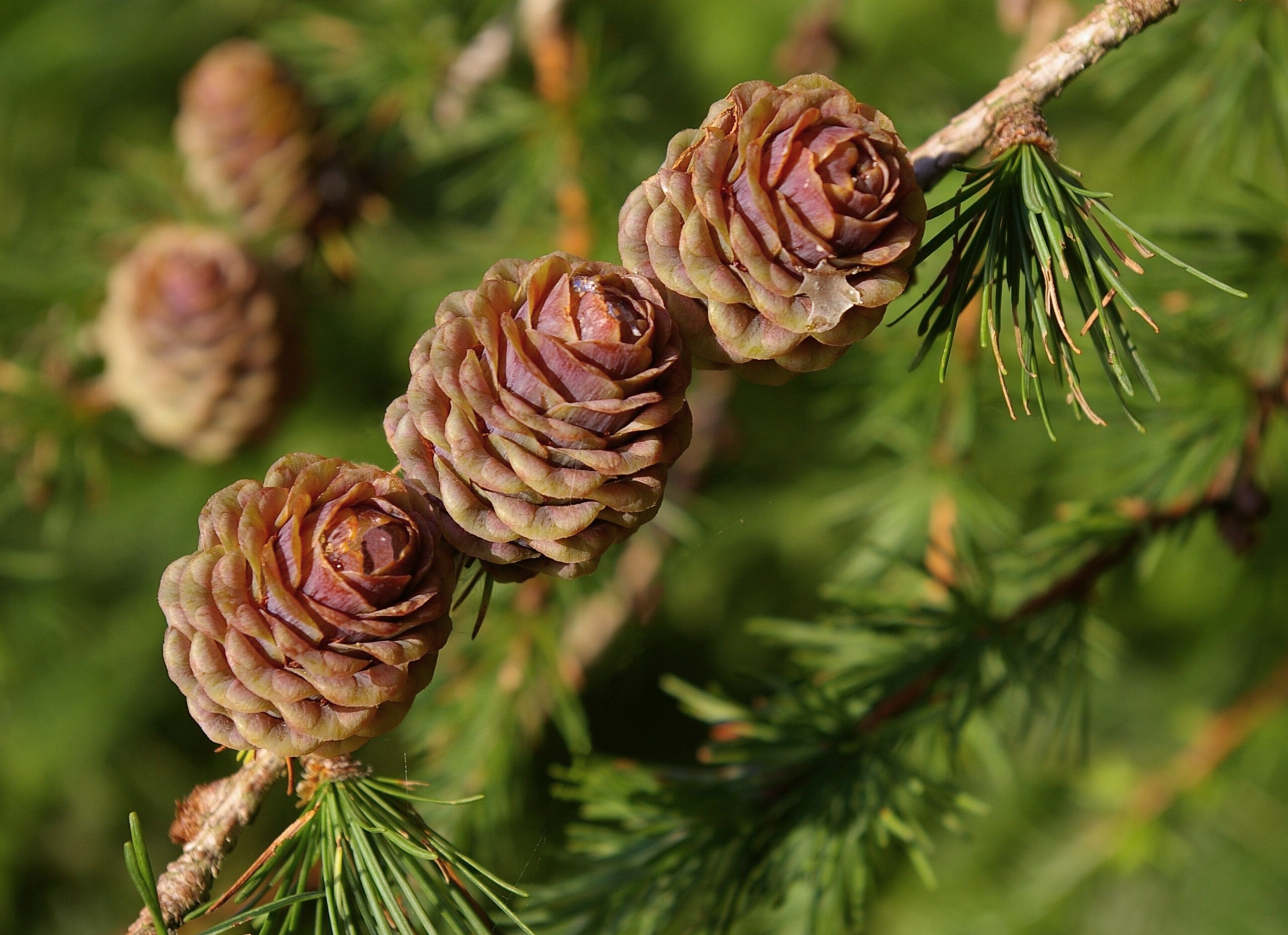 PINE CONES Bill Bagley Photography